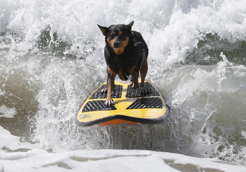 Dog surfing Surf City surf dog 2014