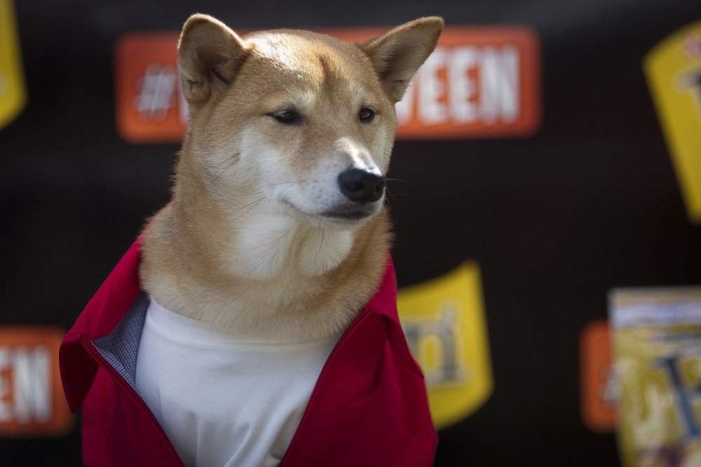 24th Halloween parade of dogs in New York