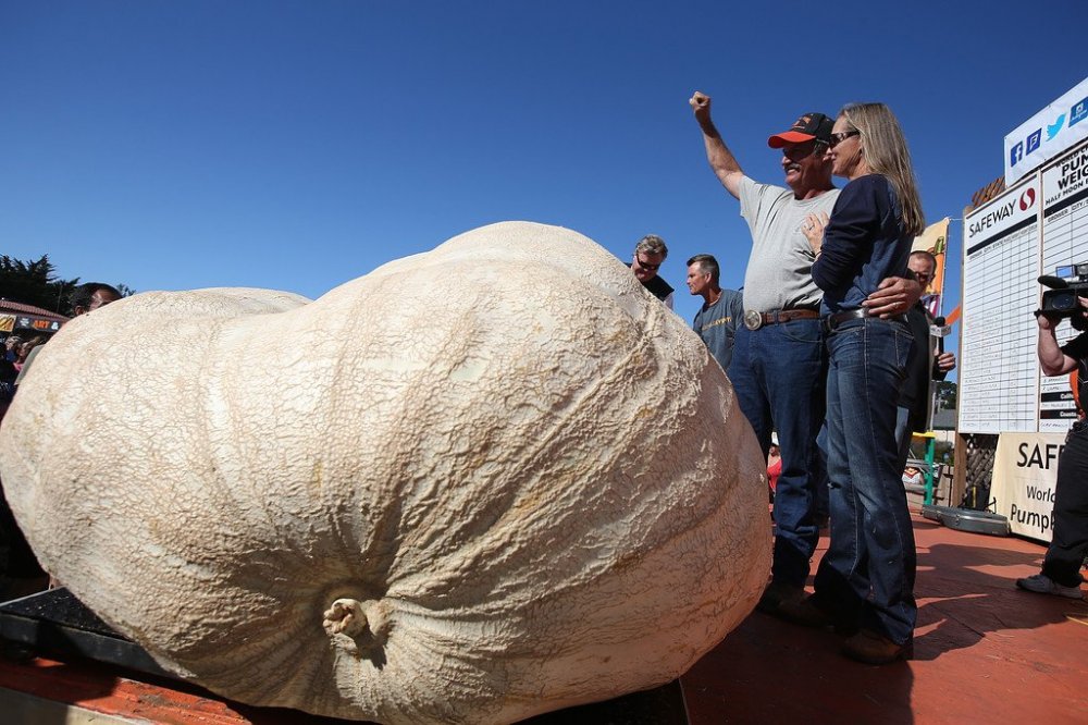 New Pumpkin Record of North America