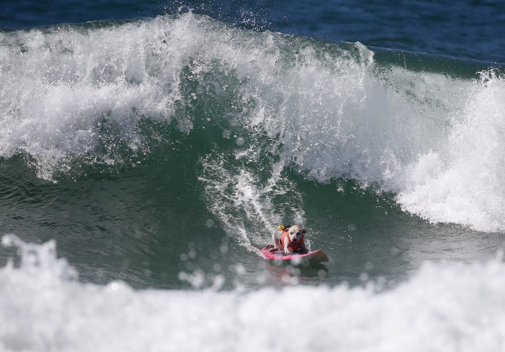 Dog surfing Surf City surf dog 2014