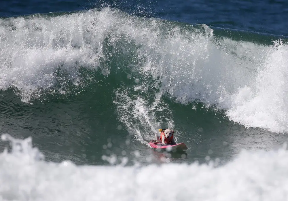 Собачий серфинг Surf City surf dog 2014