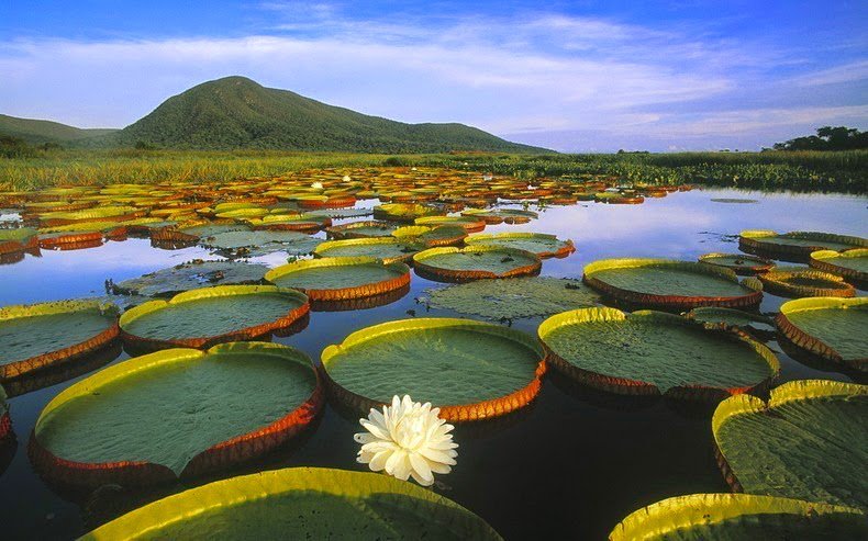 Пантанал - найбільші в світі прісні водно-болотні угіддя