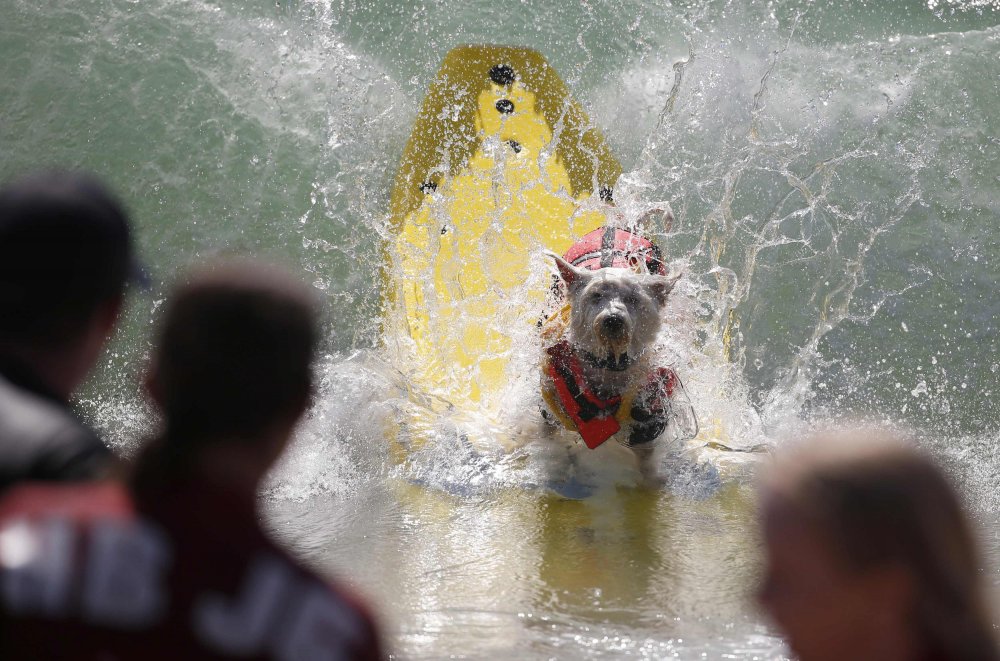 Dog surfing Surf City surf dog 2014