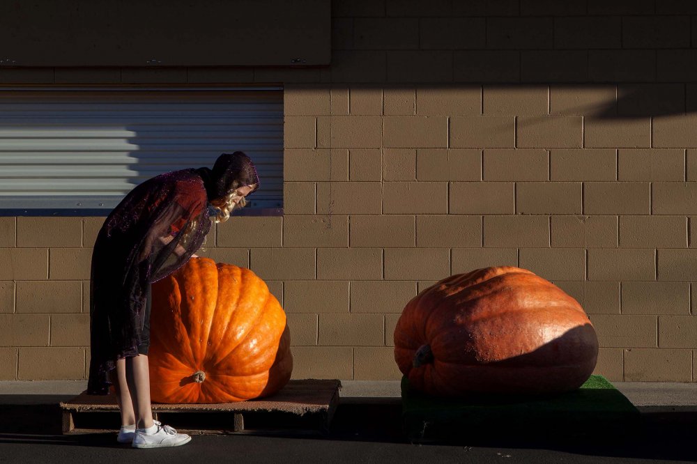 New Pumpkin Record of North America