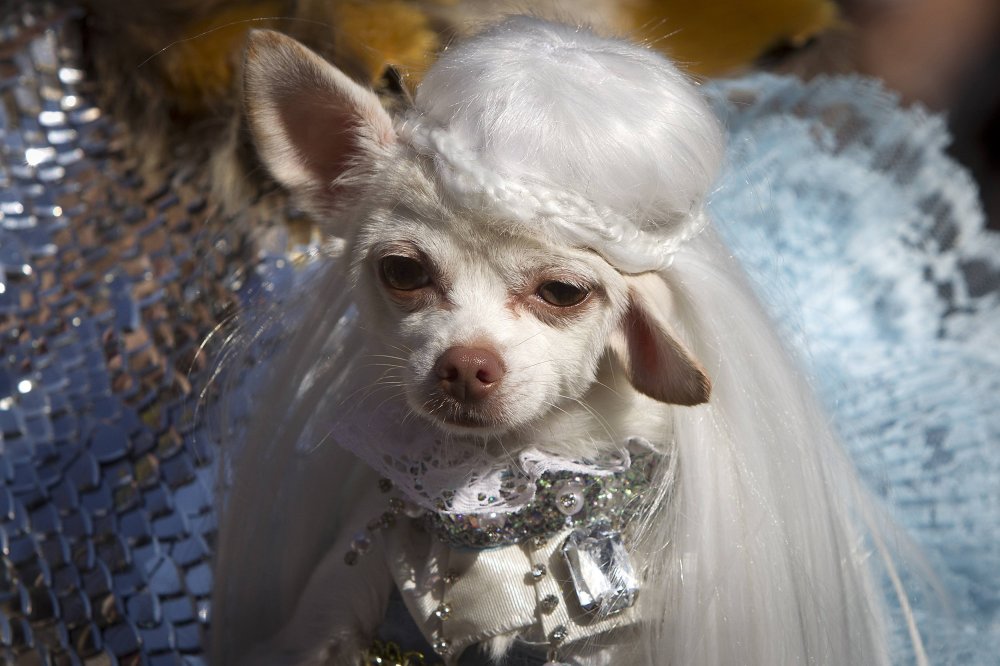 24th Halloween parade of dogs in New York