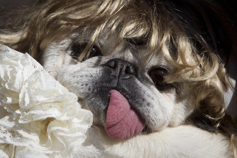 24th Halloween parade of dogs in New York