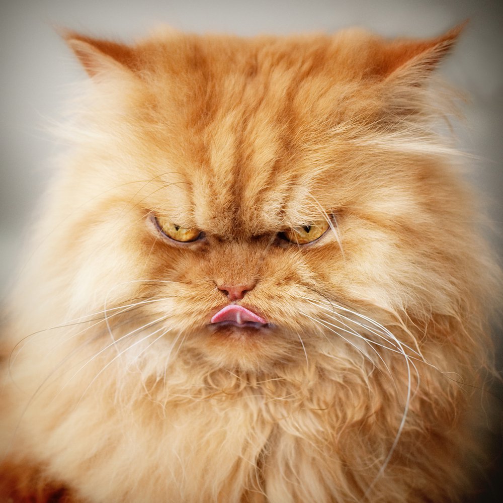 Garfy - the most angry cat in the world