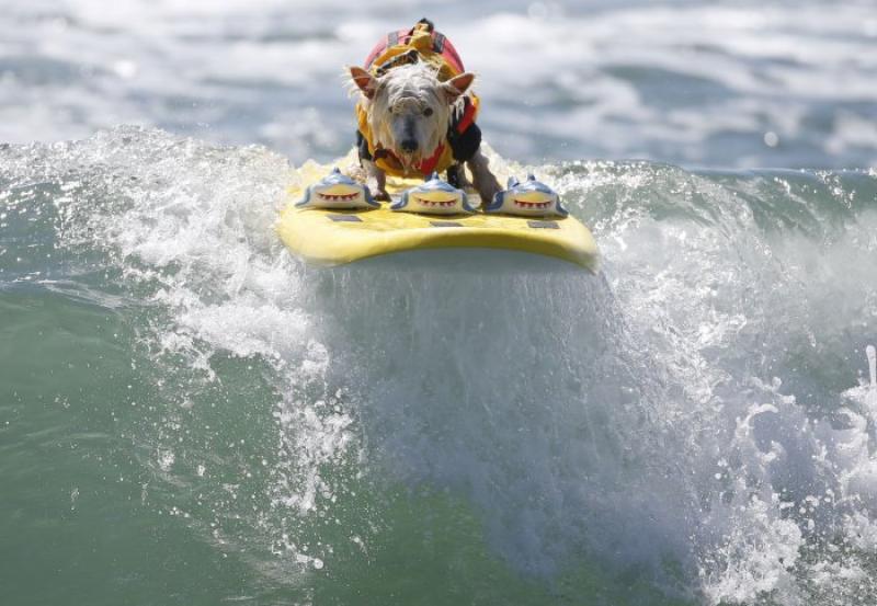 Собачий серфинг «Surf City surf dog 2014»