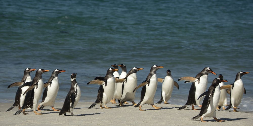 Falkland Penguins Surfers