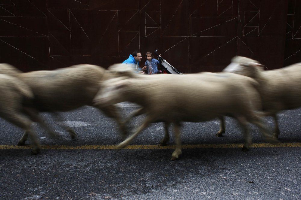Парад овец в Испании