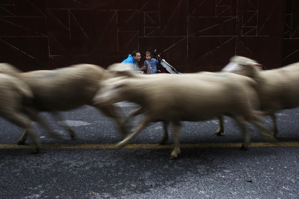 Parade of sheep in Spain