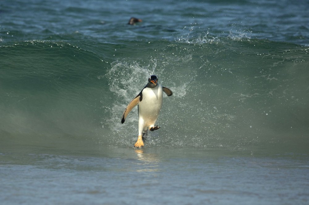 Falkland Penguins Surfers