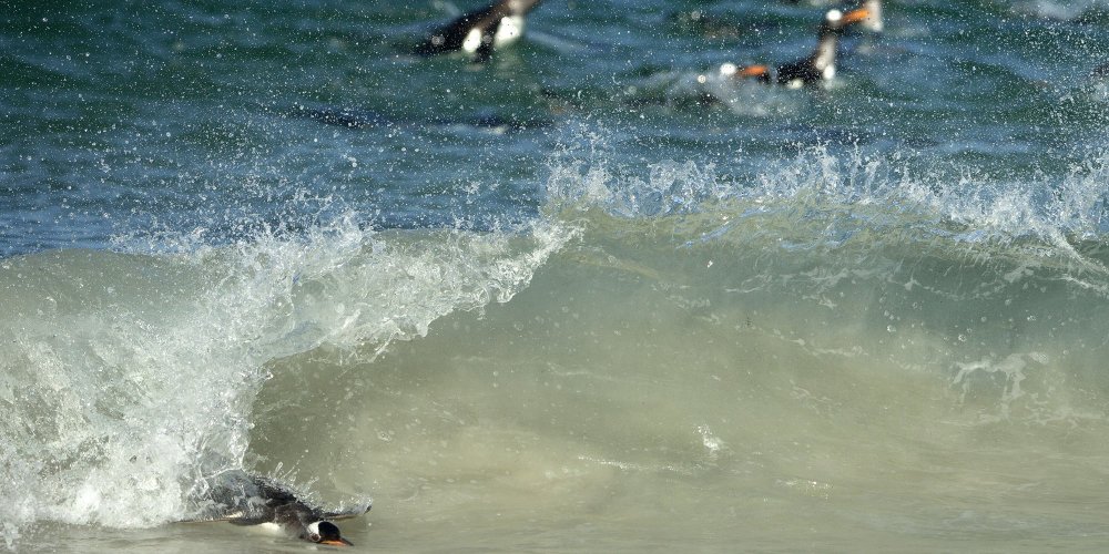 Фолклендские пингвины-серферы