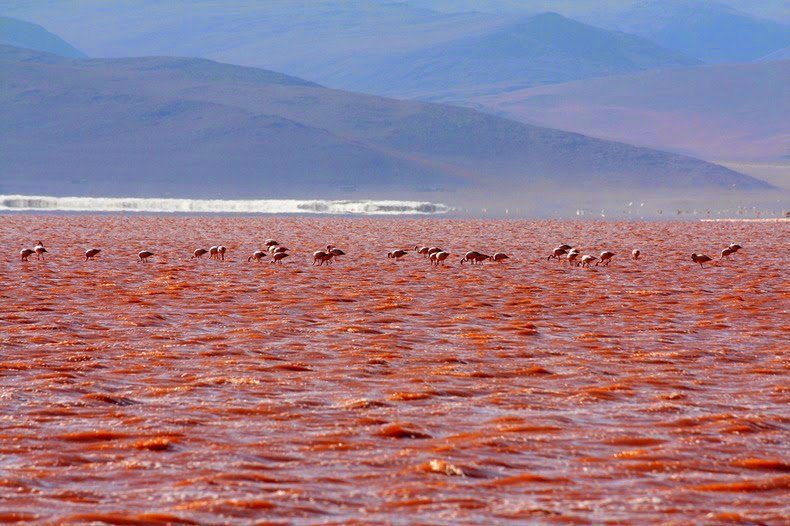 Red Lagoon in Bolivia