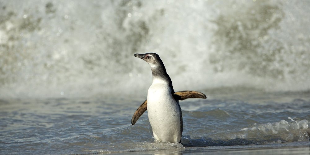 Falkland Penguins Surfers