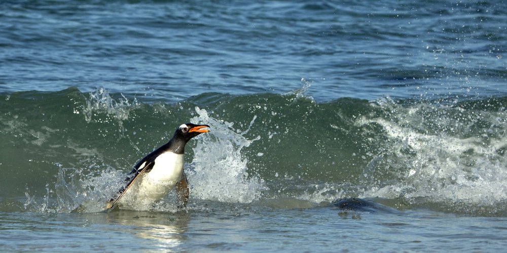 Falkland Penguins Surfers