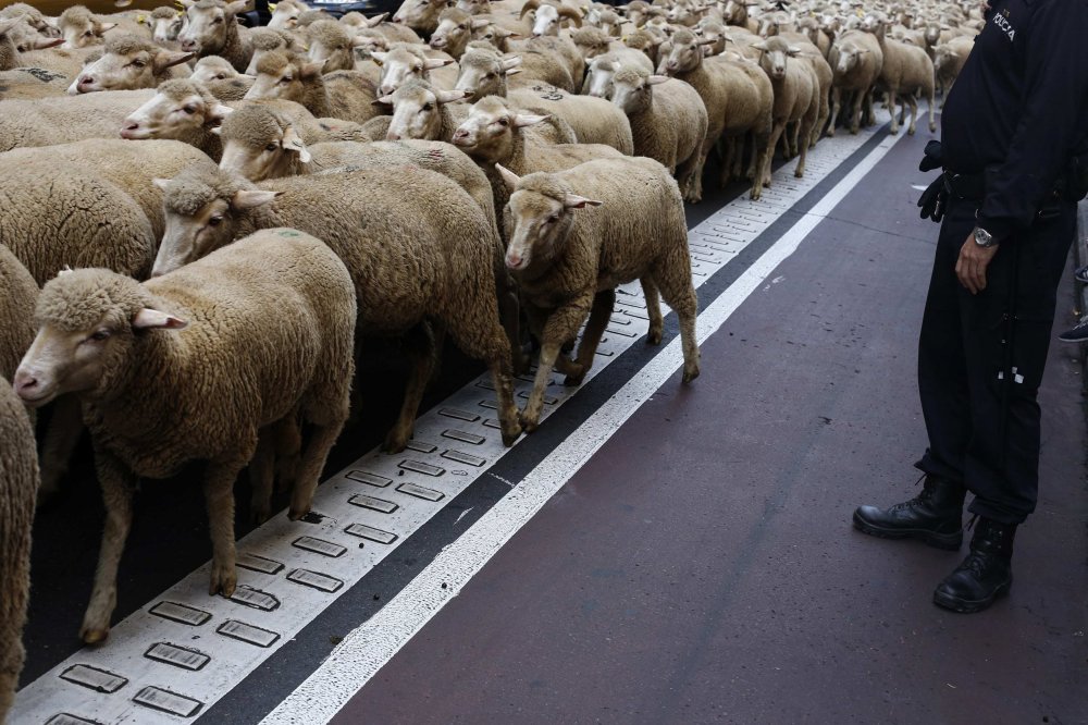 Parade of sheep in Spain