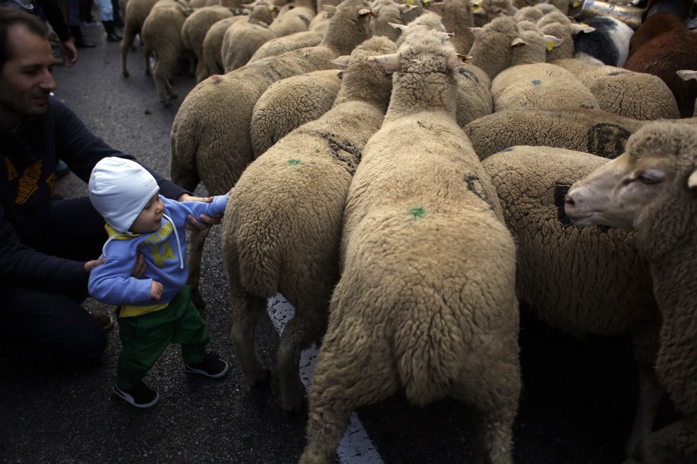 Parade of sheep in Spain