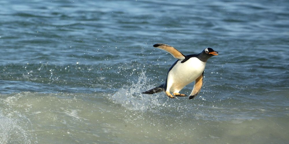 Falkland Penguins Surfers