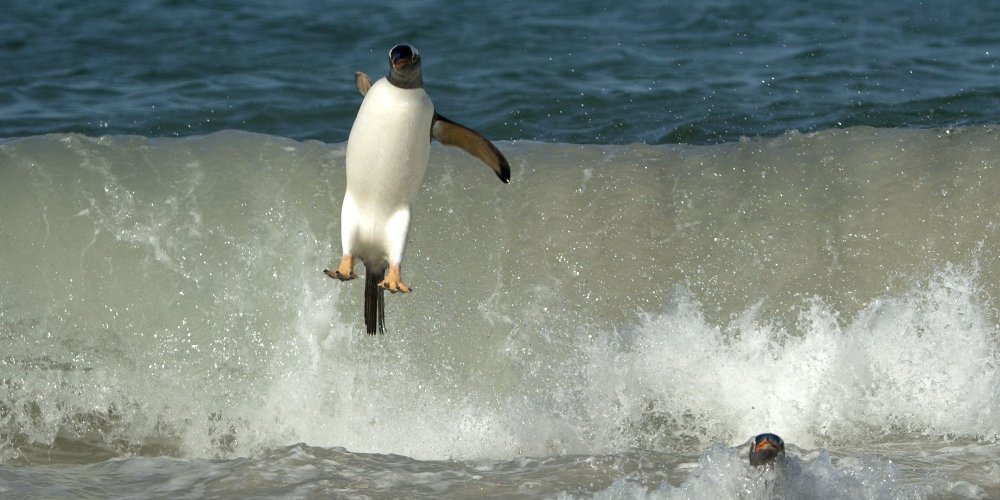 Falkland Penguins Surfers