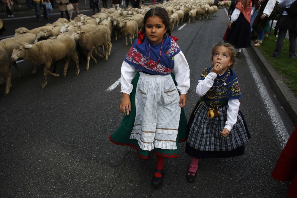 Parade of sheep in Spain