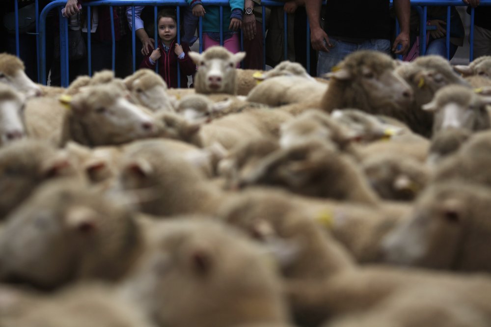 Parade of sheep in Spain