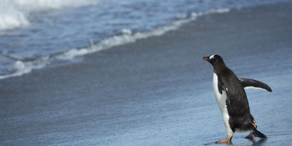 Falkland Penguins Surfers