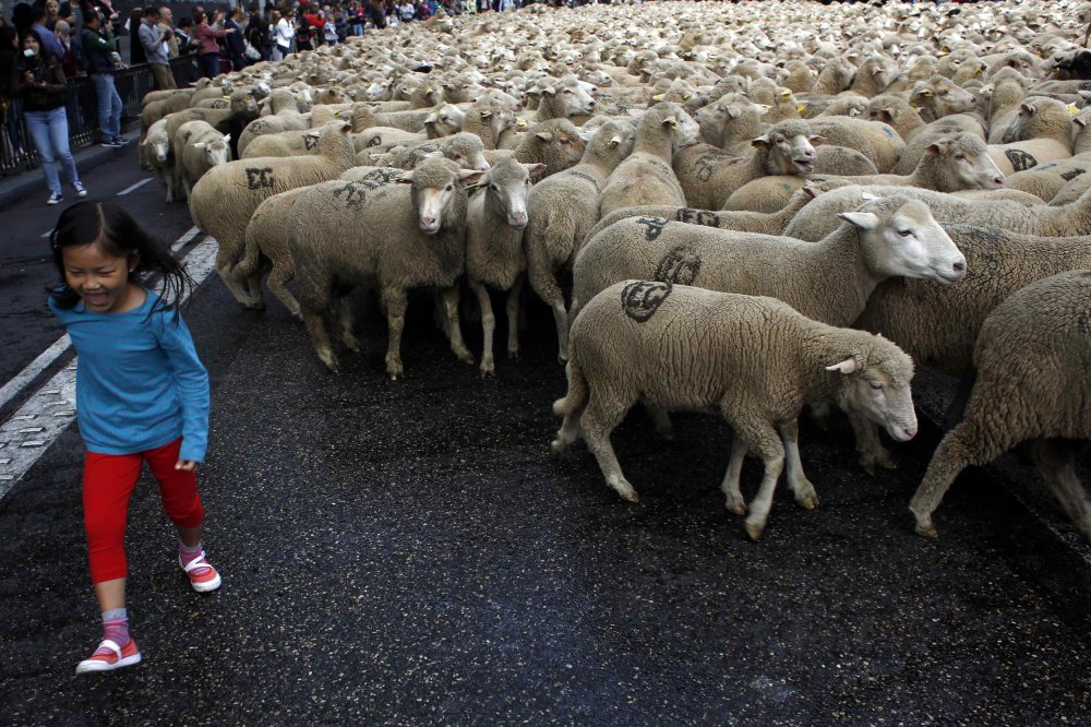 Parade of sheep in Spain