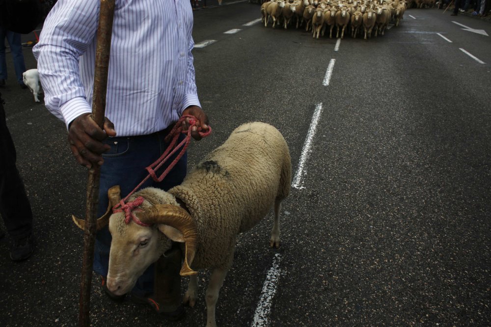 Parade of sheep in Spain