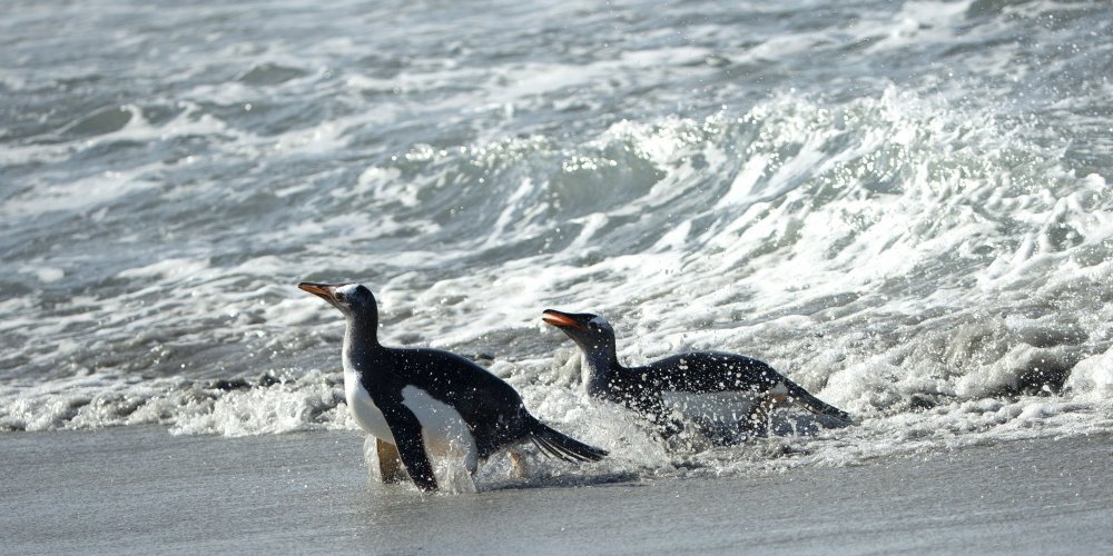 Фолклендские пингвины-серферы