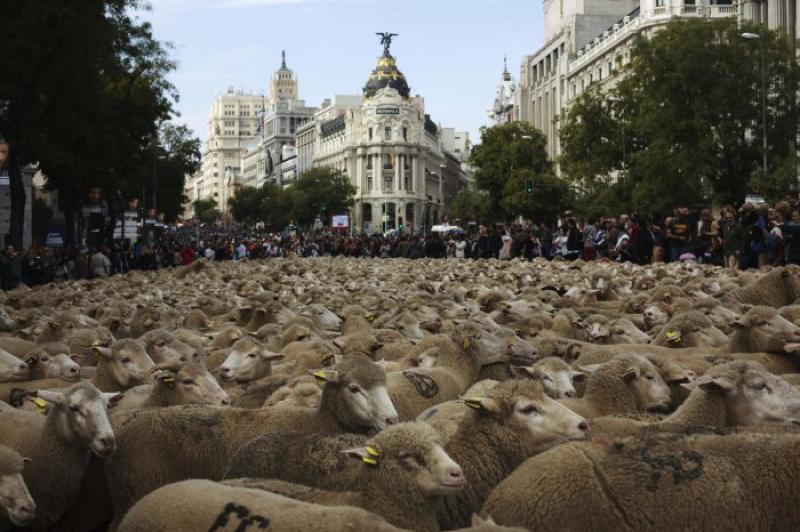 Parade of sheep in Spain