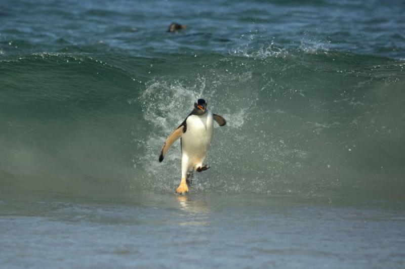 Falkland Penguin Surfers