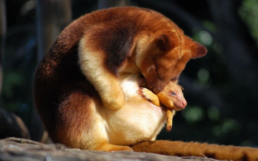 Kangaroo Goodfellow - cute wit on the tree