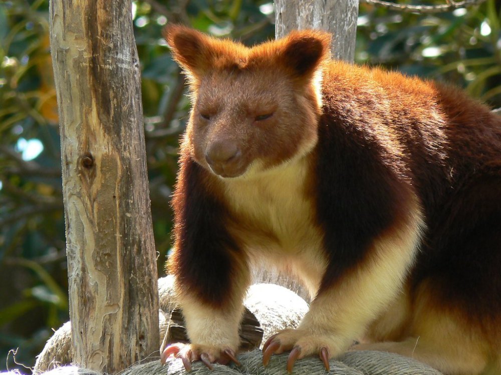 Kangaroo Goodfellow - sweet wit on the tree