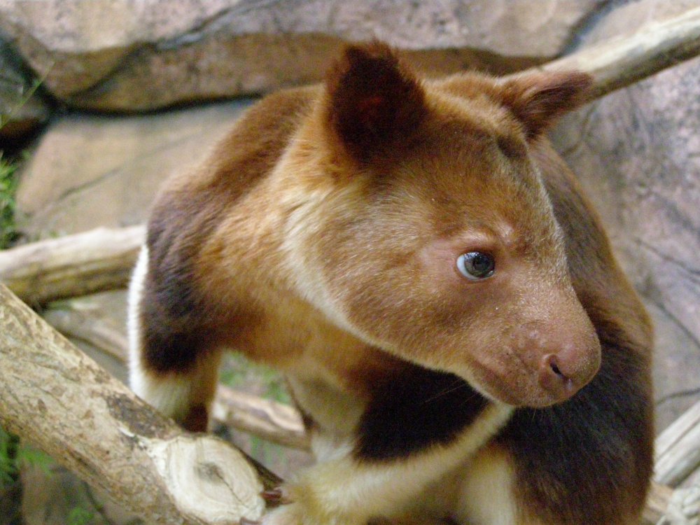 Kangaroo Goodfellow - cute wit on the tree