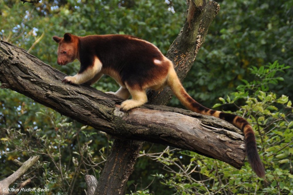 Kangaroo Goodfellow - cute wit on the tree