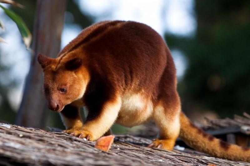 Kangaroo Goodfellow - cute wit on the tree