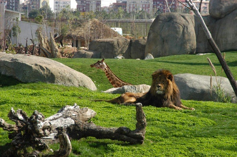 Уникальный зоопарк с эффектом полного погружения