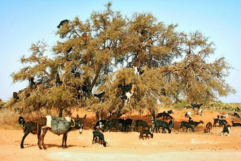 Moroccan goats on trees