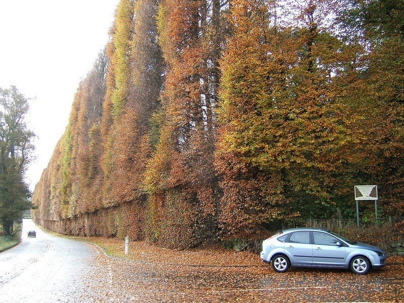 Самый большой в мире буковый хедж Meikleour Beech Hedges