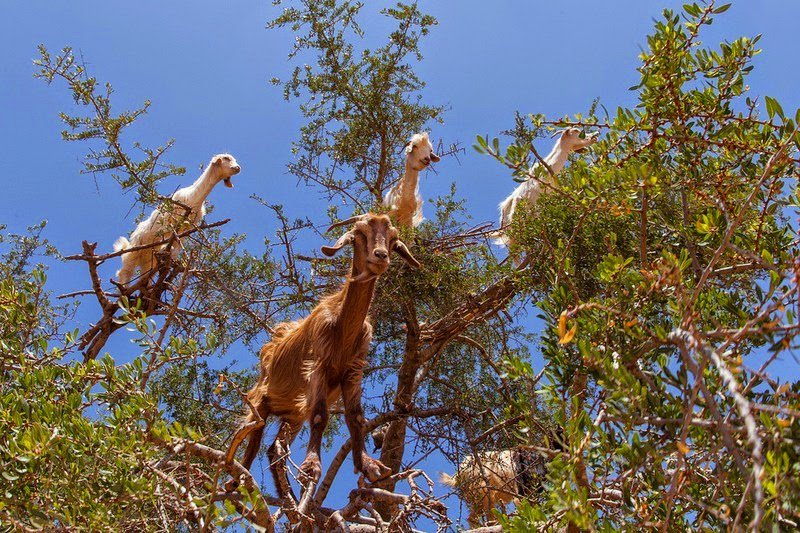 Марокканские козы на деревьях