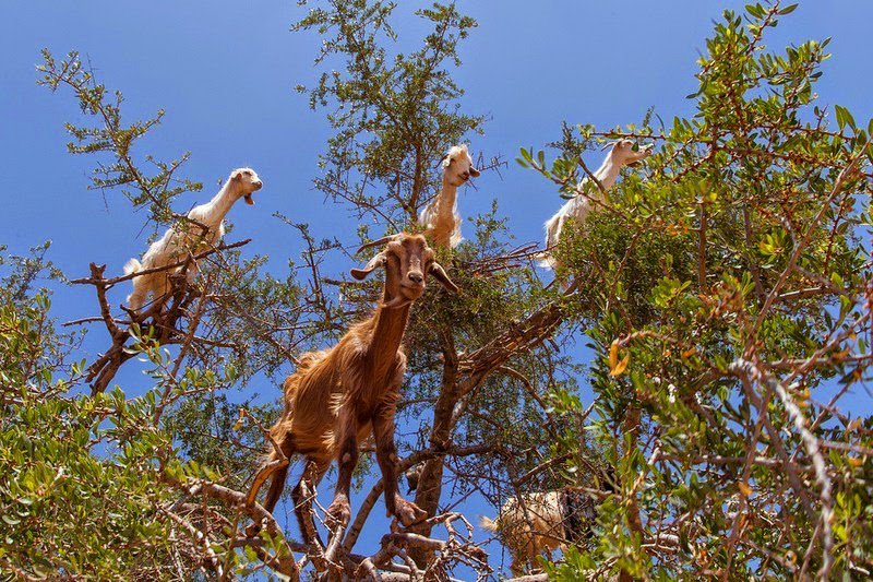 Moroccan goats on trees