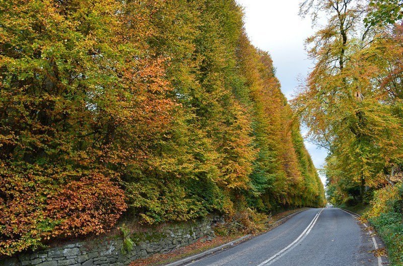 Самый большой в мире буковый хедж Meikleour Beech Hedges