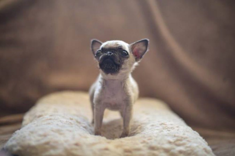 Pip is the smallest pug in the world