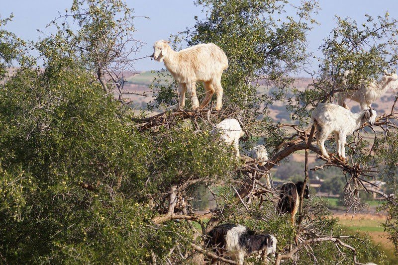 Марокканские козы на деревьях
