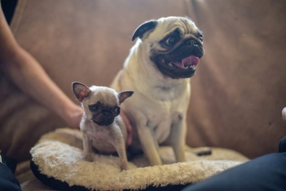 Pip is the world's smallest pug