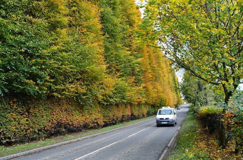 Самый большой в мире буковый хедж Meikleour Beech Hedges