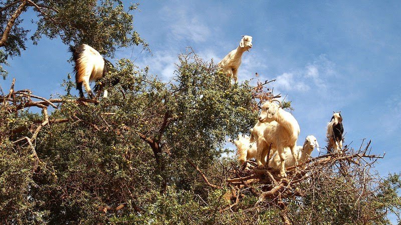 Moroccan goats on trees