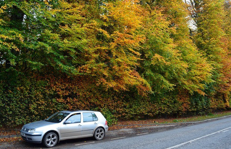 Самый большой в мире буковый хедж Meikleour Beech Hedges