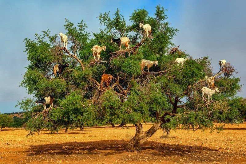 Марокканські кози на деревах